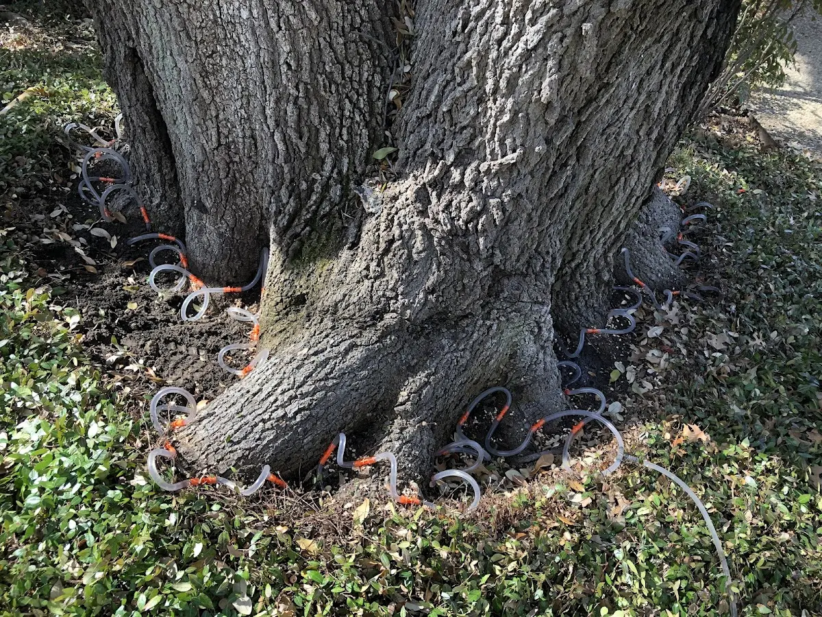 Detailed Tree Cabling and Bracing job site in Caneadea